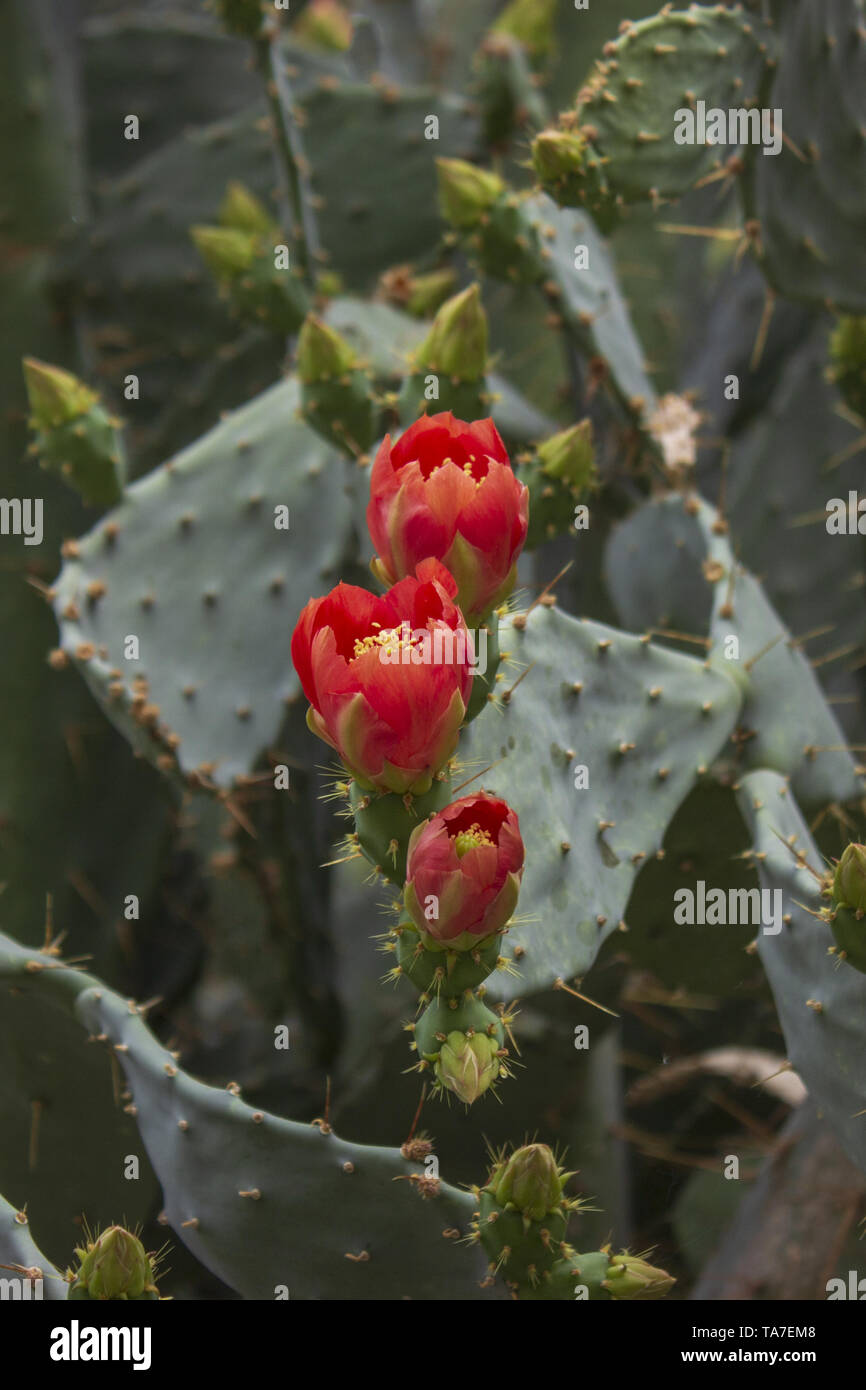 Detail der großen Kakteen opuntia mit roten Blumen im Botanischen Garten Stockfoto