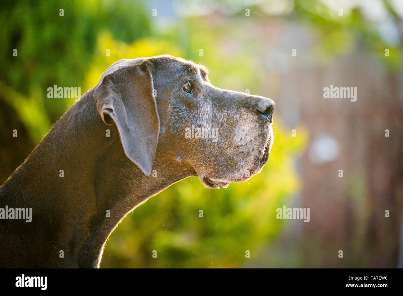 Dogge. Portrait von alten Hund. Deutschland Stockfoto