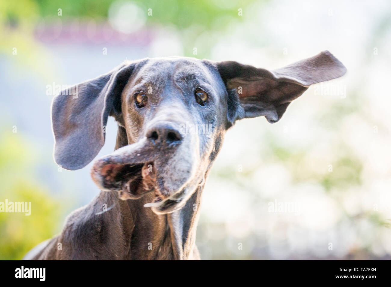 Dogge. Portrait von alten Hund, sich schütteln. Deutschland Stockfoto