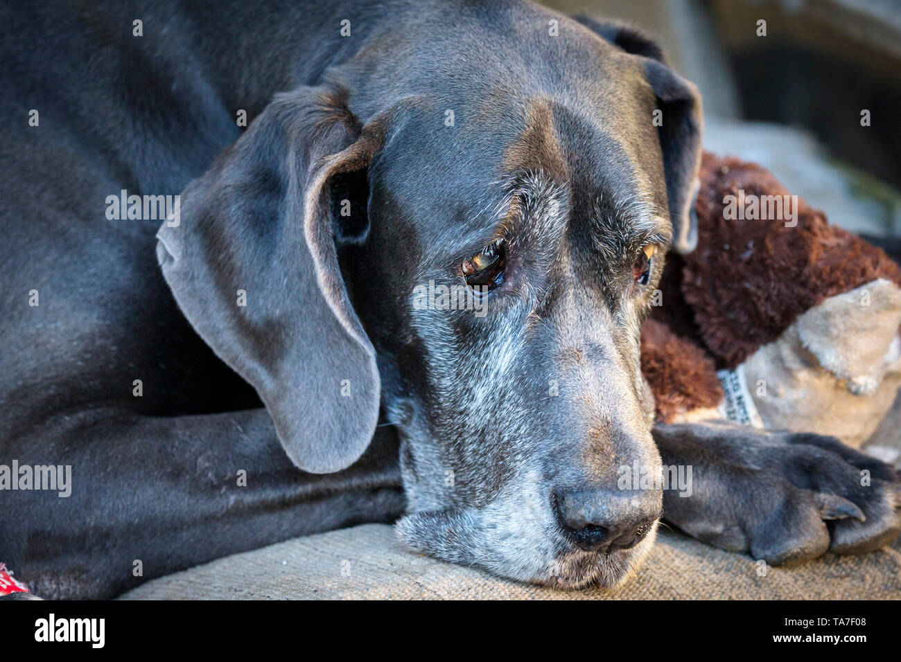 Dogge. Portrait von alten Hund, liegend. Deutschland Stockfoto