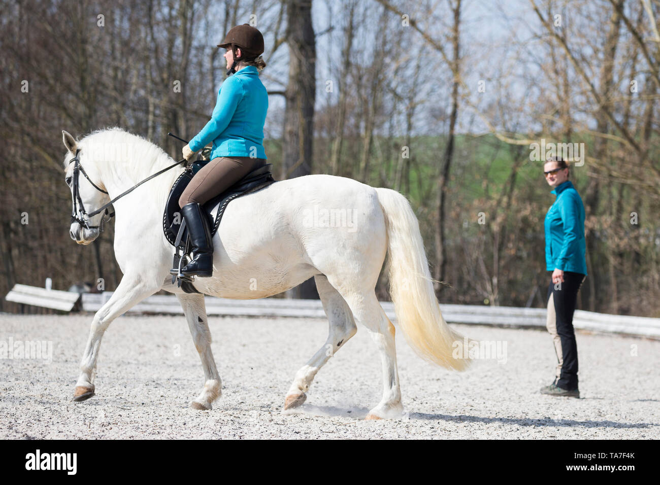 Lipizzaner. Mare mit Reiter in einem Trab auf einen Reitplatz mit Trainer ansehen. Deutschland Stockfoto
