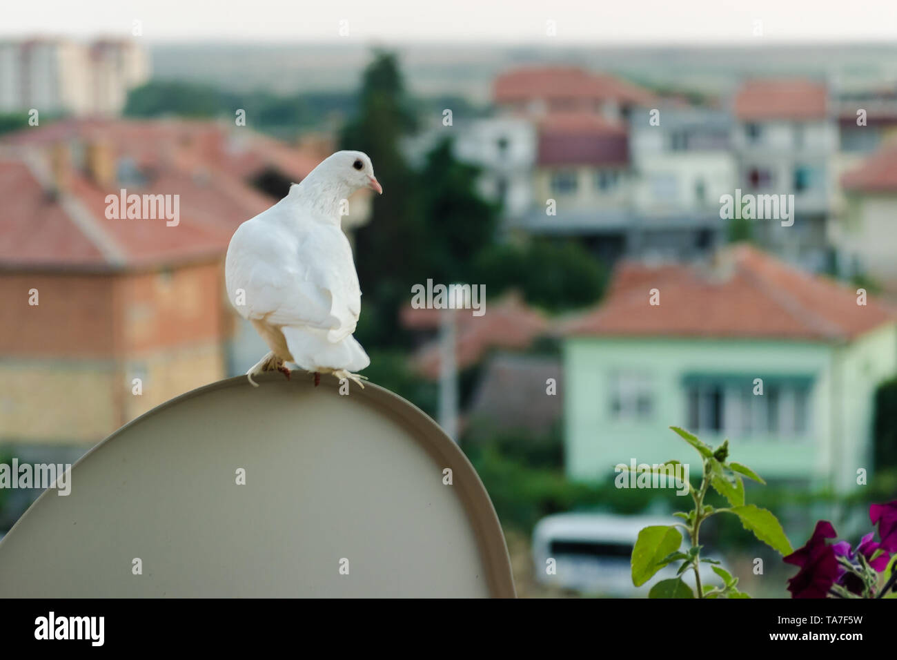 Weiße Taube sitzt hoch auf dem Balkon und Blick auf die Dächer von niedrigen Gebäuden. Close up Portrait eines einsamen wunderschönen großen Taube sitzend auf obere ci Stockfoto