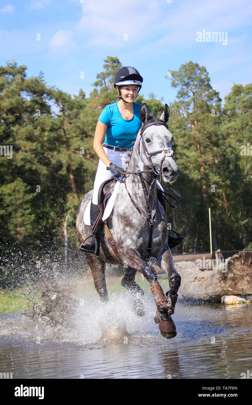 Trakehner. Reiter auf juvenile graues Pferd während einer Cross-country-reiten, Galopp durch Wasser. Deutschland Stockfoto