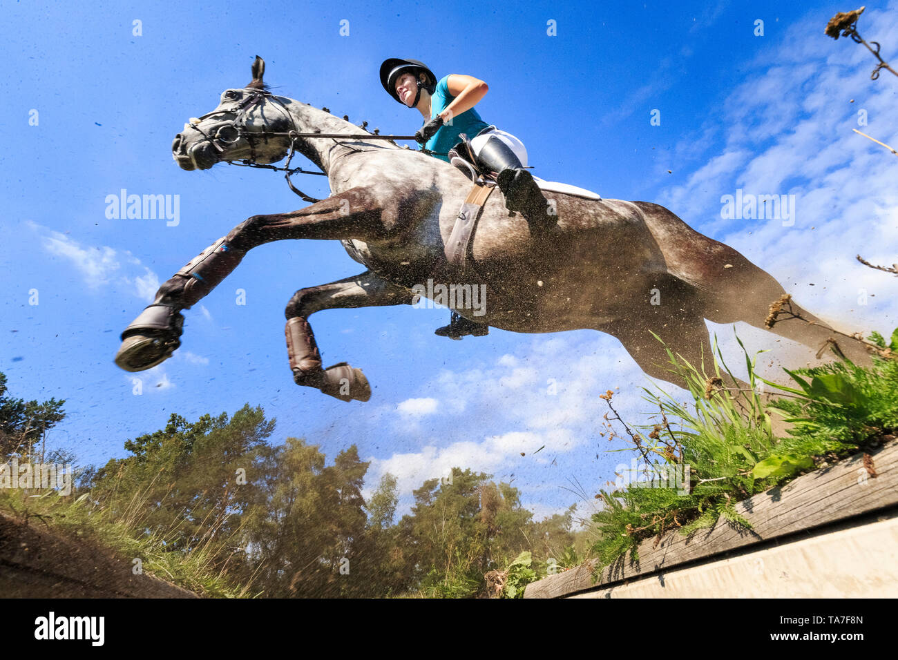 Trakehner. Reiter auf juvenile graues Pferd Clearing ein Hindernis bei einer Cross-country-reiten. Deutschland Stockfoto