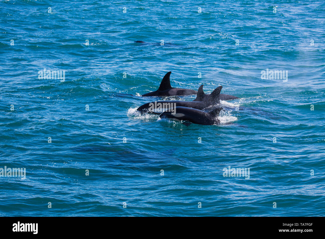 Gruppe von Orcas im Wasser mit Baby von einem Boot in Island Stockfoto