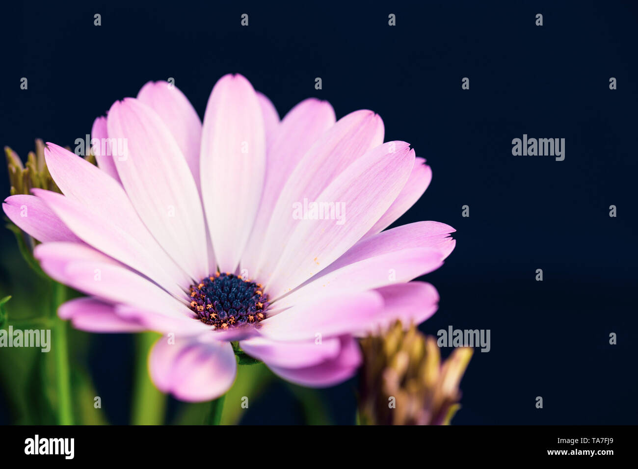 Rosa und weissen Daisybush (Osteospermum) auf einem dunkelblauen Hintergrund mit ein paar gelbe Knospen Stockfoto
