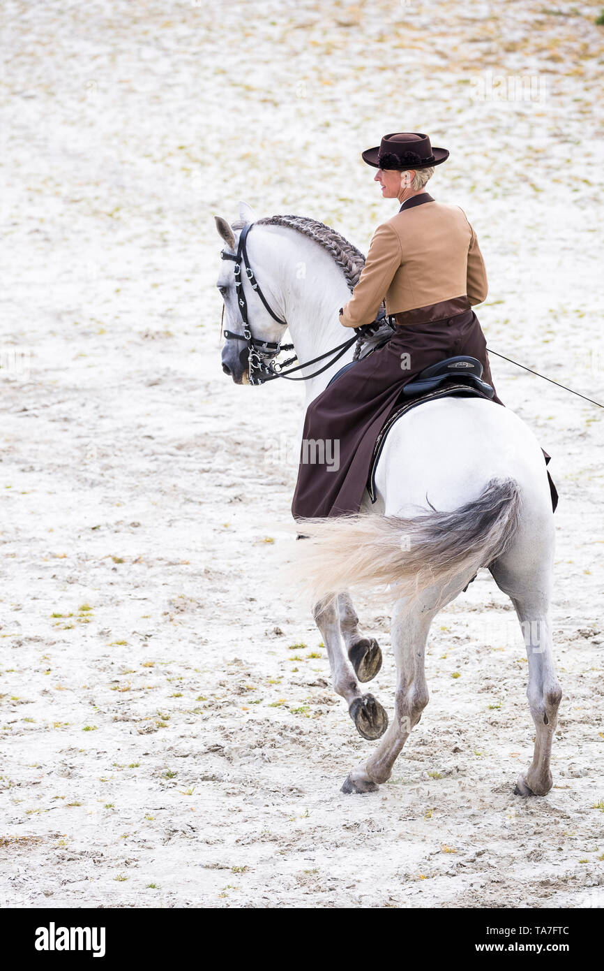 Reine Spanische Pferd, PRE, Cartusian Andalusischen Pferdes. Reiter in traditioneller Kleidung auf einem grauen Hengst Durchführen einer Pirouette. Deutschland Stockfoto