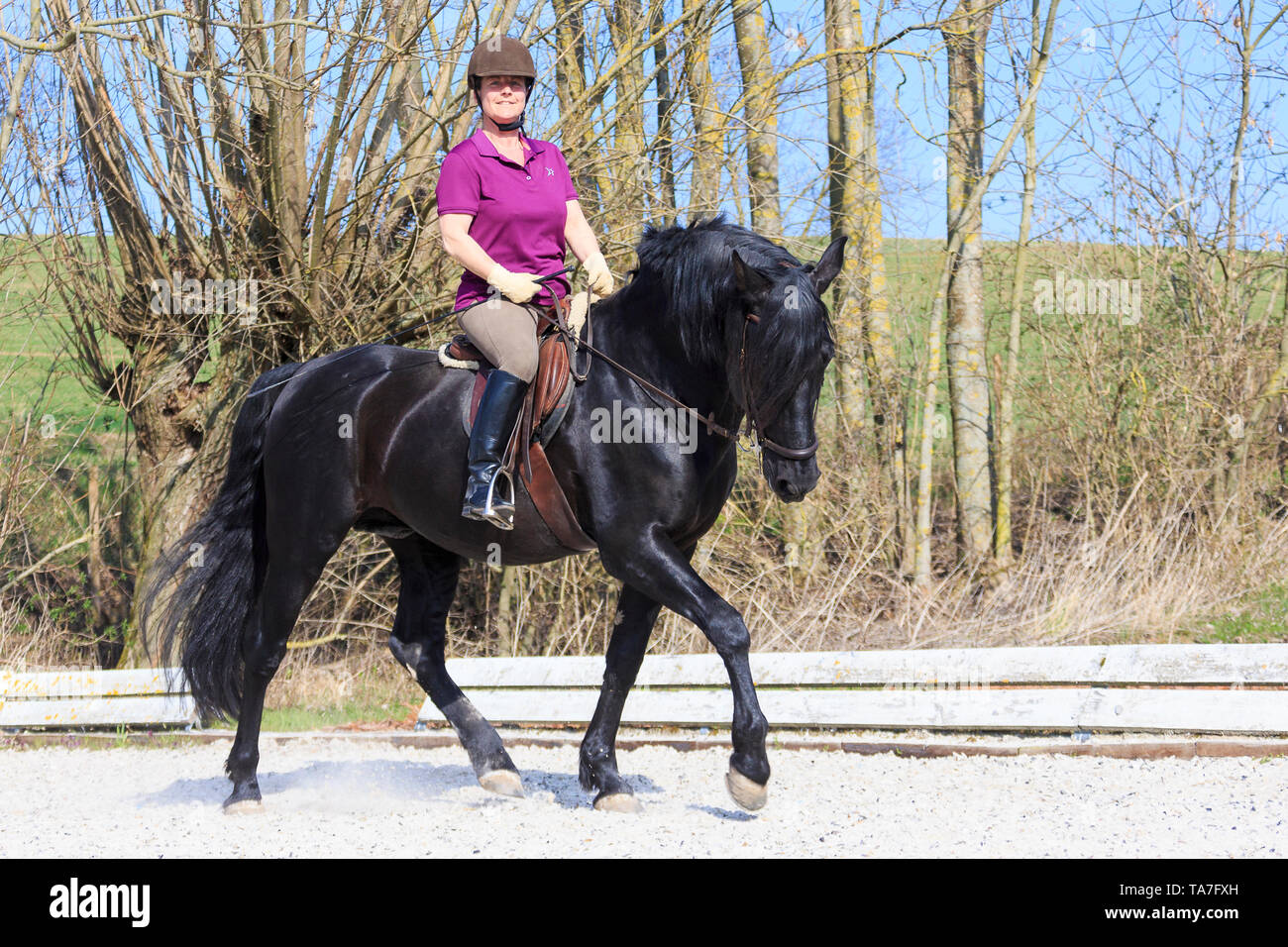 Reine Spanische Pferd, Andalusische. Schwarzer Hengst mit Reiter in Trab. Deutschland Stockfoto
