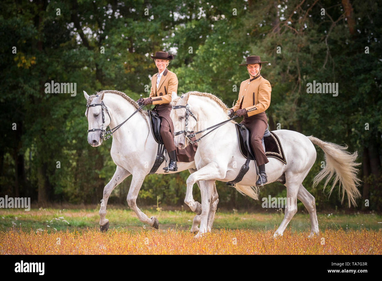 Reine Spanische Pferd, PRE, Cartusian Andalusischen Pferdes. Reiter in traditioneller Kleidung auf grau Hengste Durchführen einer Pas des Deux. Deutschland Stockfoto