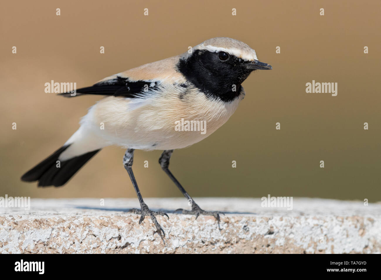 Wüste Steinschmätzer (Oenanthe deserti), thront auf einer Wand Stockfoto