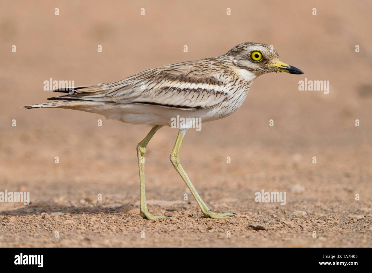 (Burhinus oedicnemus Stone Curlew), Erwachsene zu Fuß in einer Wüste Lebensraum in Omanadult stehen auf einer Wüste Boden Stockfoto