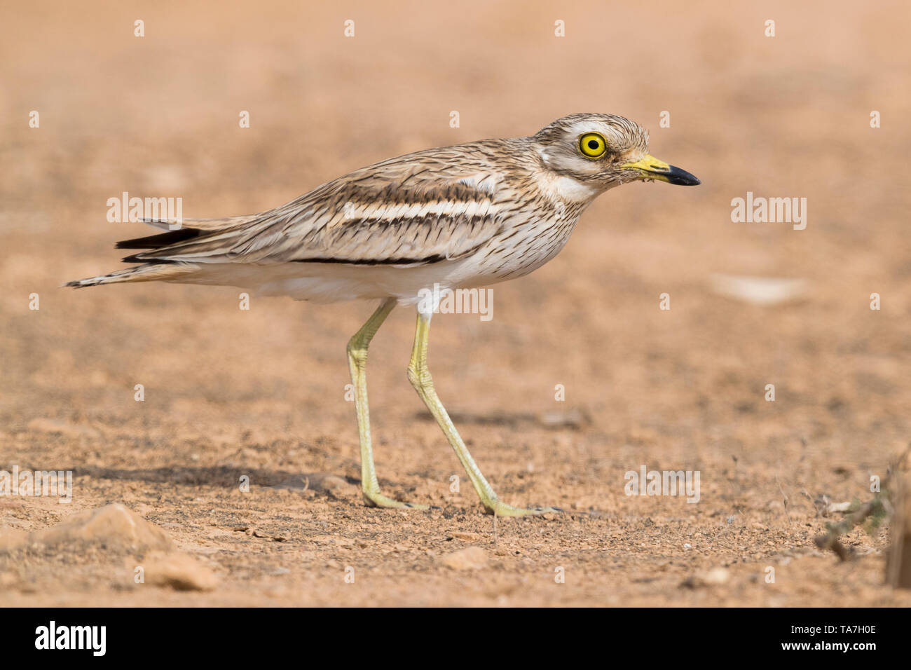 (Burhinus oedicnemus Stone Curlew), Seitenansicht eines Erwachsenen stehen auf einer Wüste im Oman Stockfoto