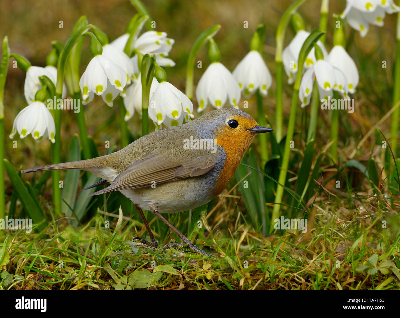 Robin (Erithacus Rubecula). Nach neben blühenden Frühling Schneeflocken. Deutschland Stockfoto