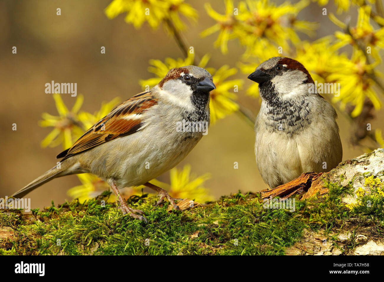 Haussperling (Passer domesticus). Zwei erwachsene Männchen thront auf einem Zweig, mit blühenden Zaubernuss im Hintergrund. Deutschland Stockfoto