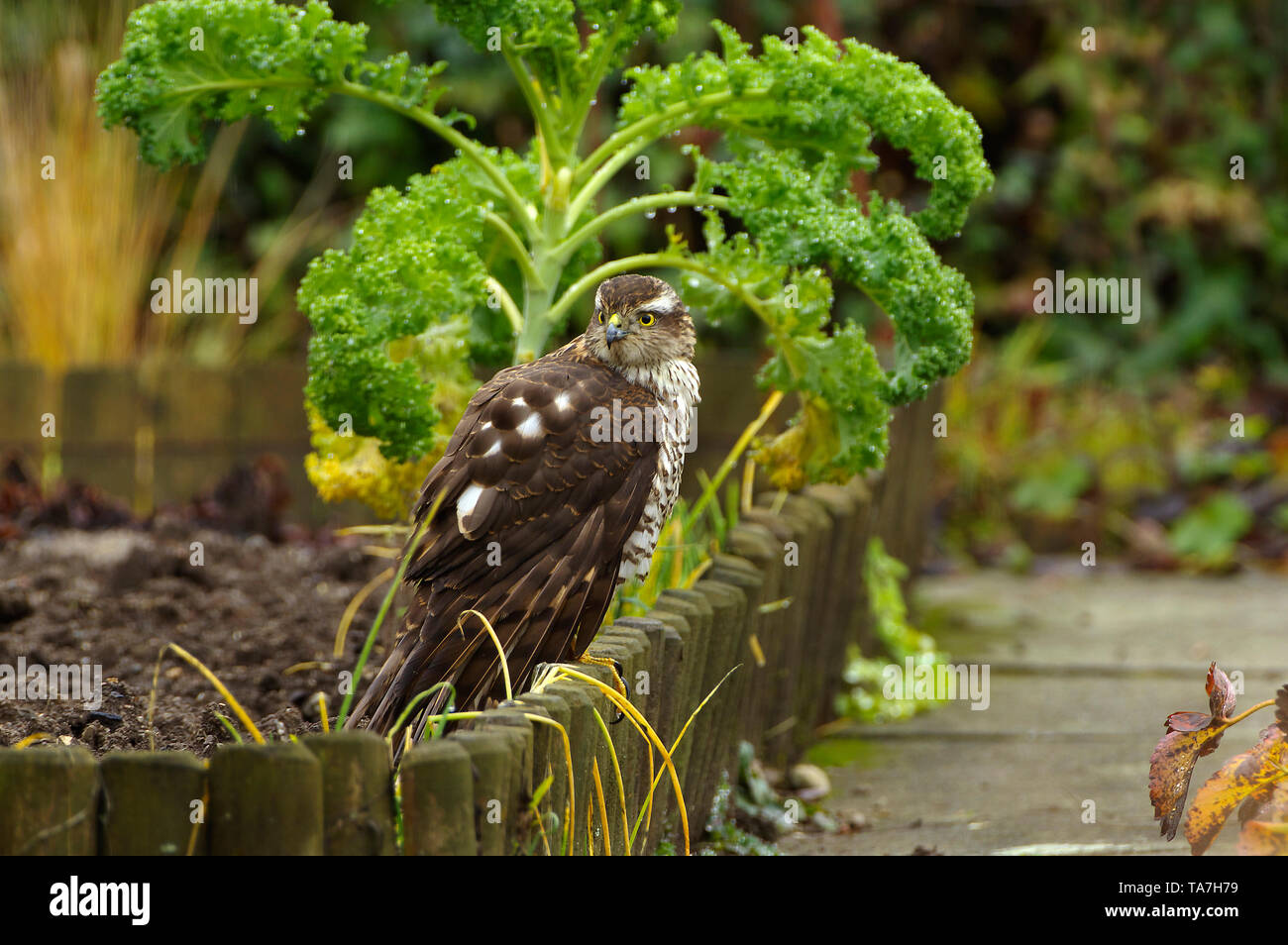 Eurasischen Sperber (Accipiter nisus). Weibliche nach erfolglosen Jagd, stehend in einem Garten. Deutschland Stockfoto