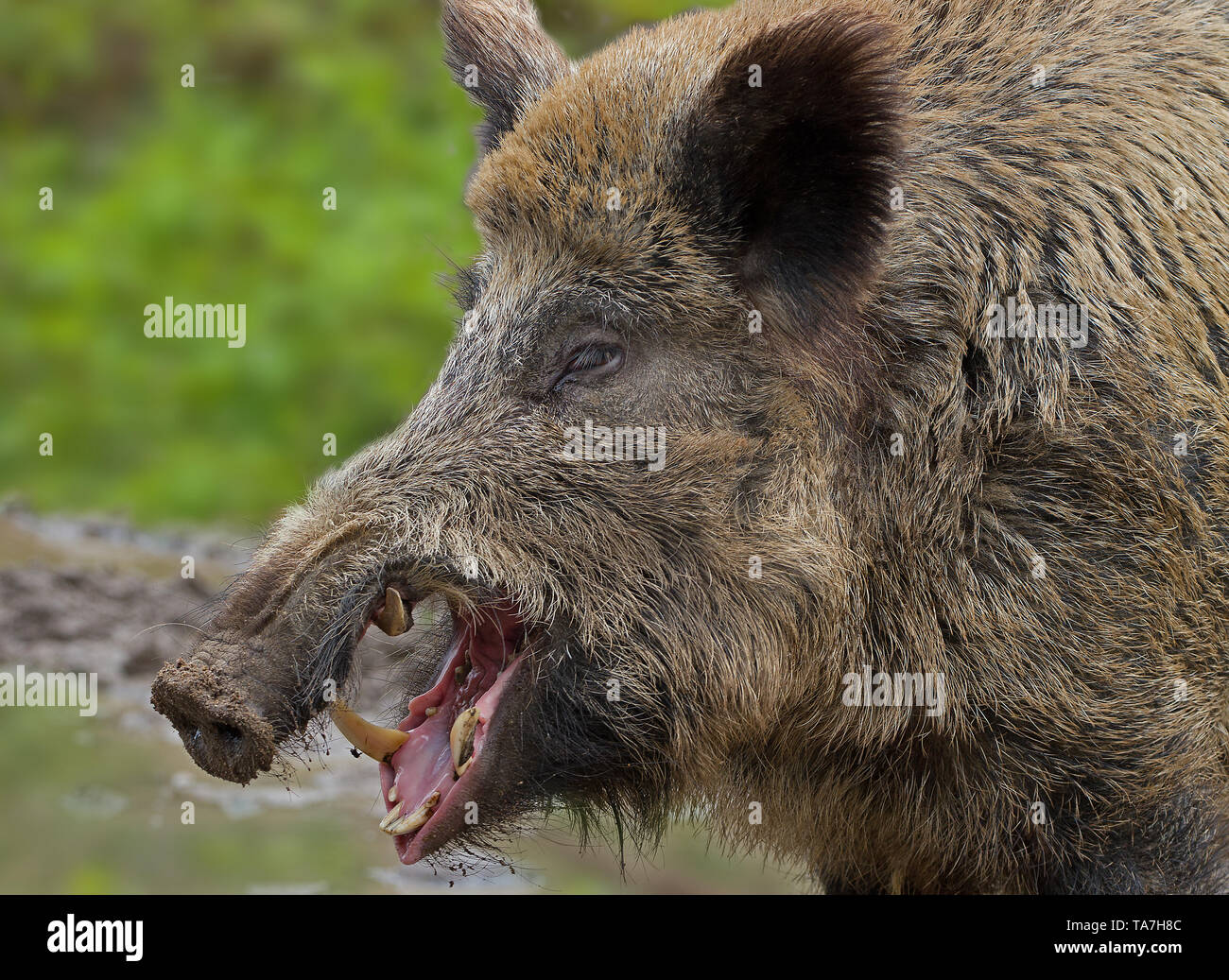 Wildschwein (Sus scrofa). Portrait der männlichen, gähnen. Deutschland. Stockfoto