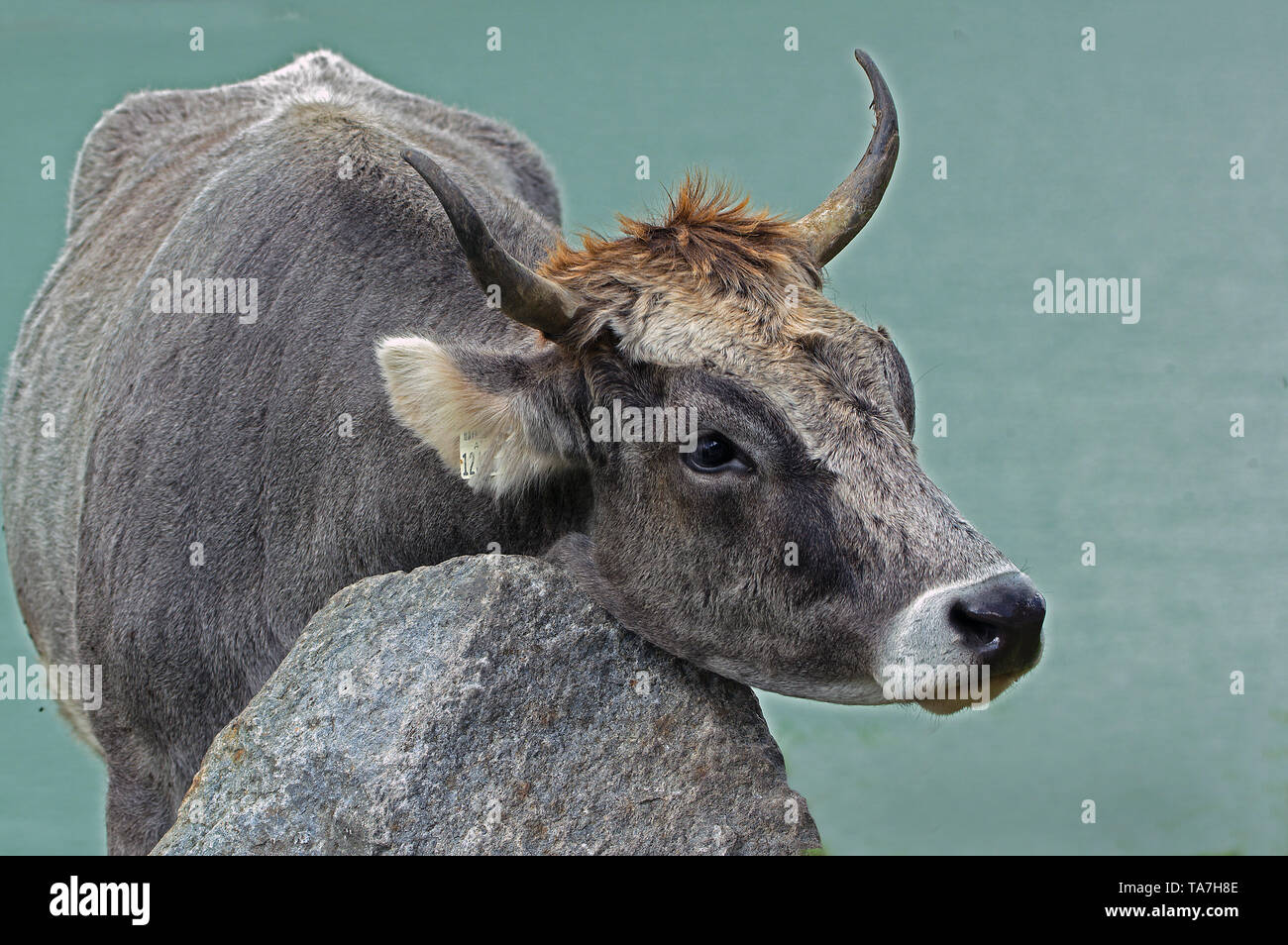 Hausrinder, Tiroler Grauvieh. Kuh reiben sich selbst gegen einen Felsen. Österreich Stockfoto