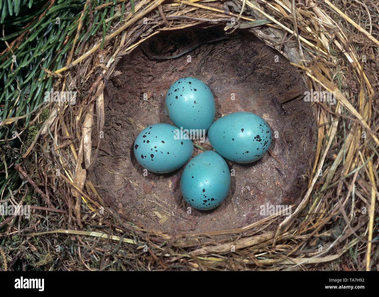 Singdrossel (Turdus philomelos), die Kupplung in das Nest. Deutschland Stockfoto
