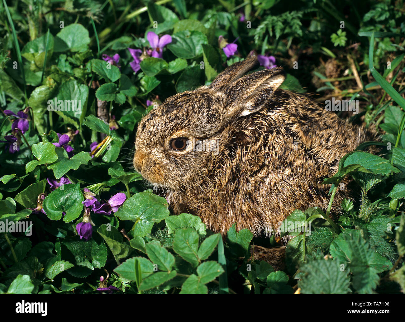 Europäische Hare (Lepus europaeus). Leveret in blühende Veilchen. Deutschland Stockfoto