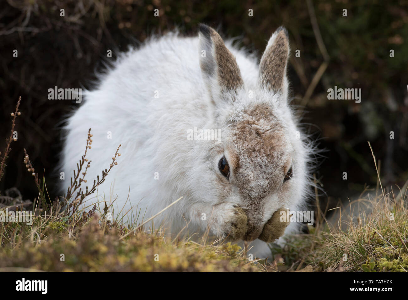 Schneehase (Lepus timidus). Erwachsener im Winter Mantel, Pflege. Cairngorms National Park, Schottland Stockfoto