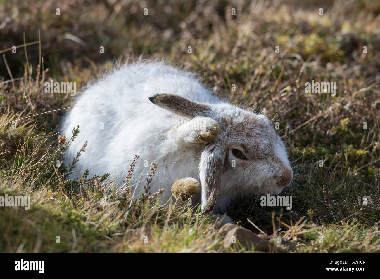 Schneehase (Lepus timidus). Erwachsener im Winter Mantel, Pflege. Cairngorms National Park, Schottland Stockfoto