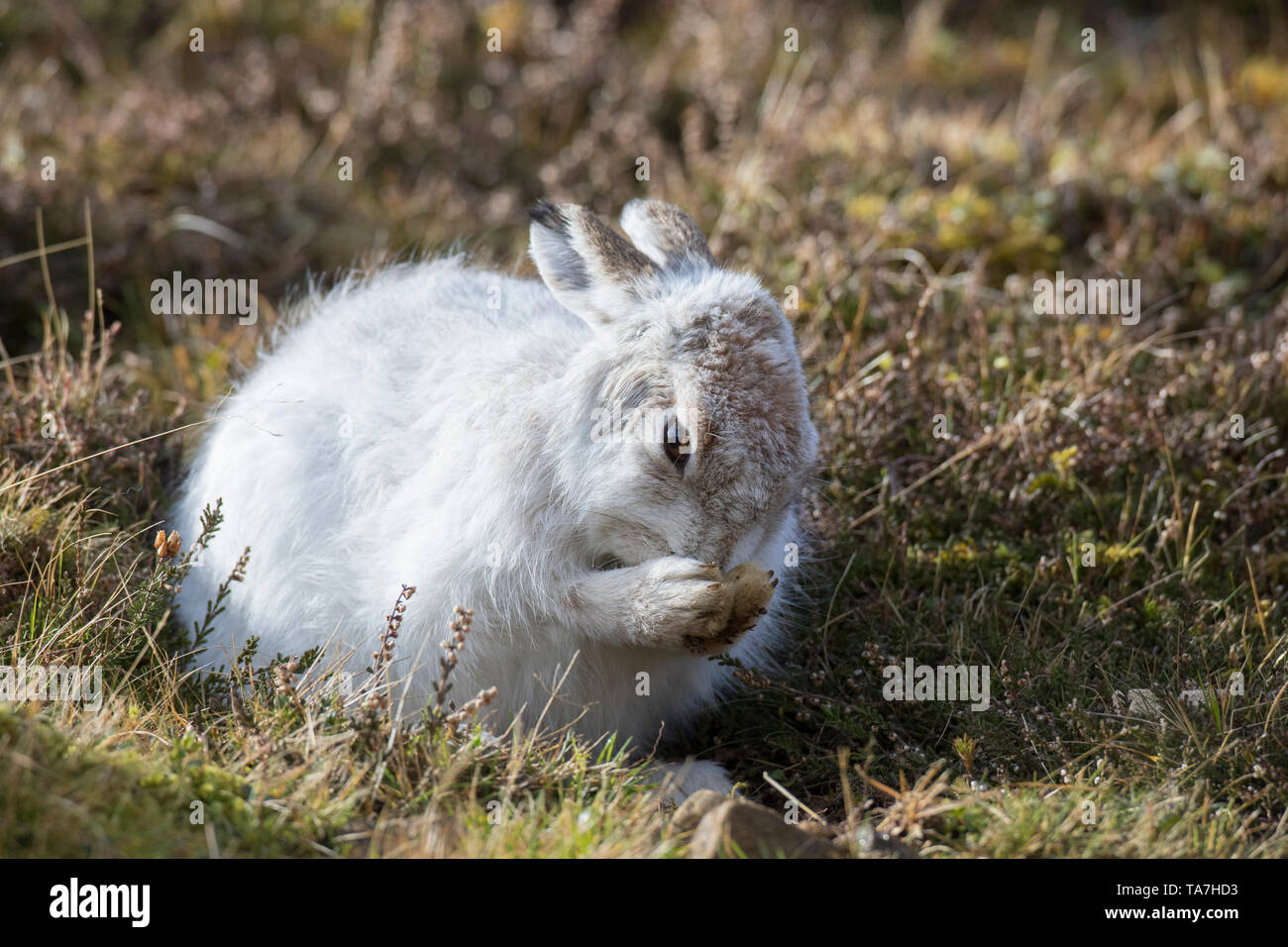 Schneehase (Lepus timidus). Erwachsener im Winter Mantel, Pflege. Cairngorms National Park, Schottland Stockfoto