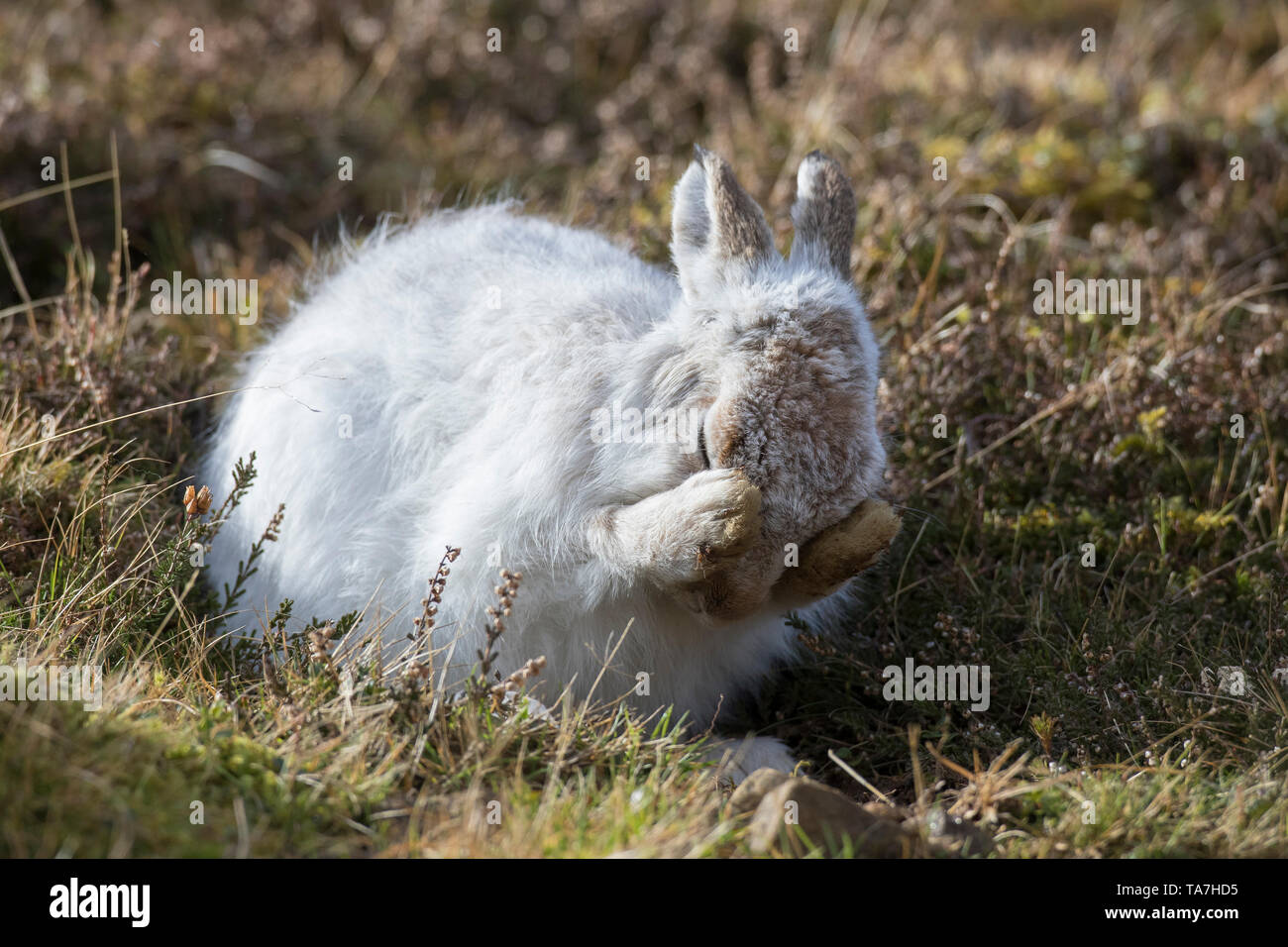 Schneehase (Lepus timidus). Erwachsener im Winter Mantel, Pflege. Cairngorms National Park, Schottland Stockfoto