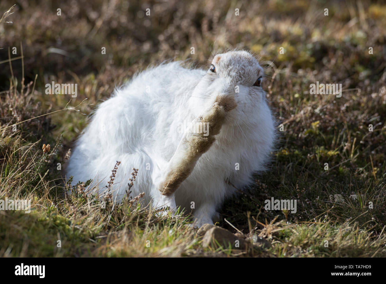 Schneehase (Lepus timidus). Erwachsener im Winter Mantel, Pflege. Cairngorms National Park, Schottland Stockfoto
