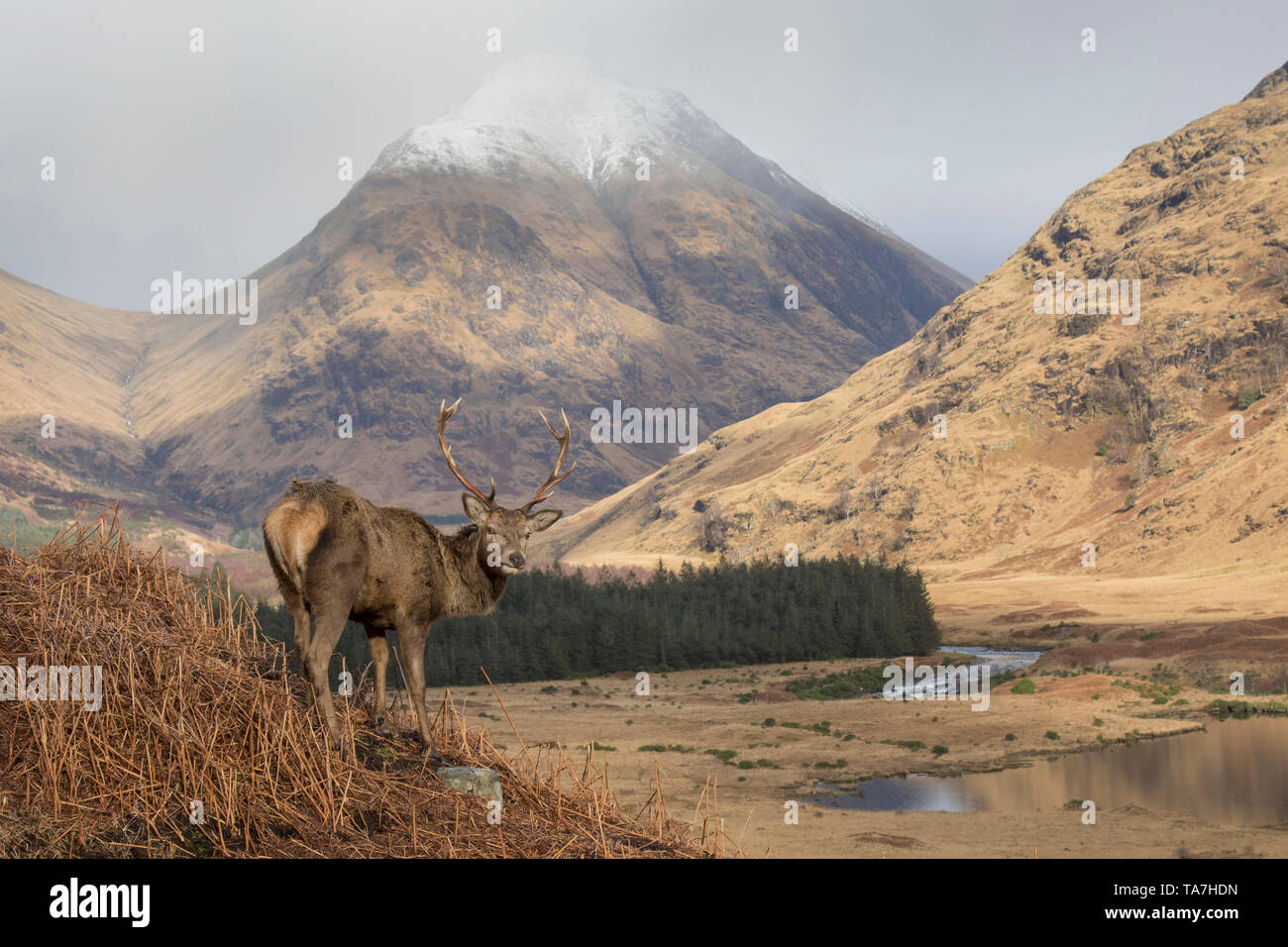 Red Deer (Cervus elaphus). Stehenden Hirsch in Schottische Highlands. Schottland, Großbritannien Stockfoto