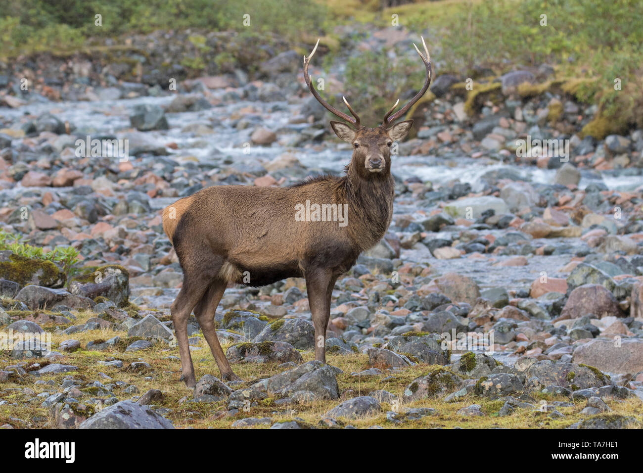 Red Deer (Cervus elaphus). Hirsch steht neben einem Bach. Schottland, Großbritannien Stockfoto