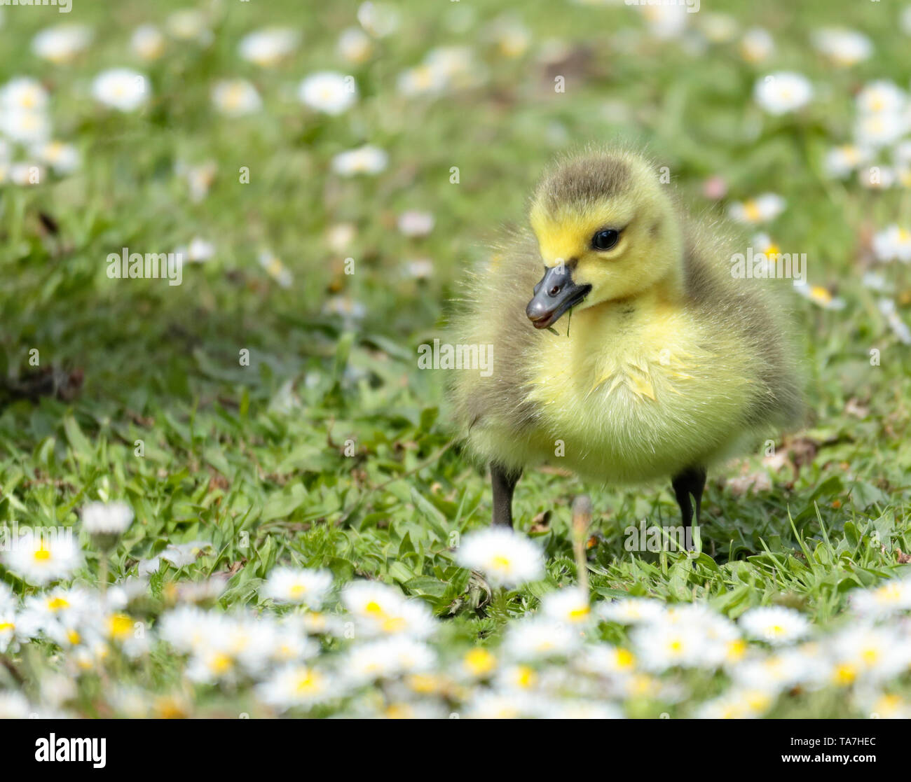 Die Kanadagans gosling Beweidung im Gras und Gänseblümchen, einer von vielen an sandall Park, Doncaster, Großbritannien, im Mai 2019 geboren Stockfoto