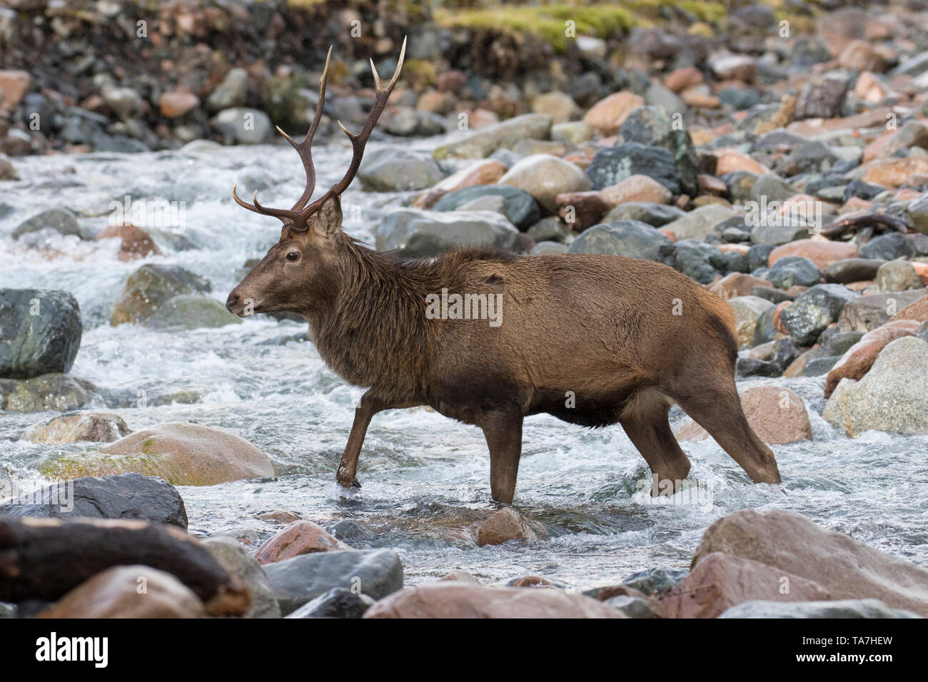 Red Deer (Cervus elaphus). Hirsch Kreuzung einen Stream. Schottland, Großbritannien Stockfoto