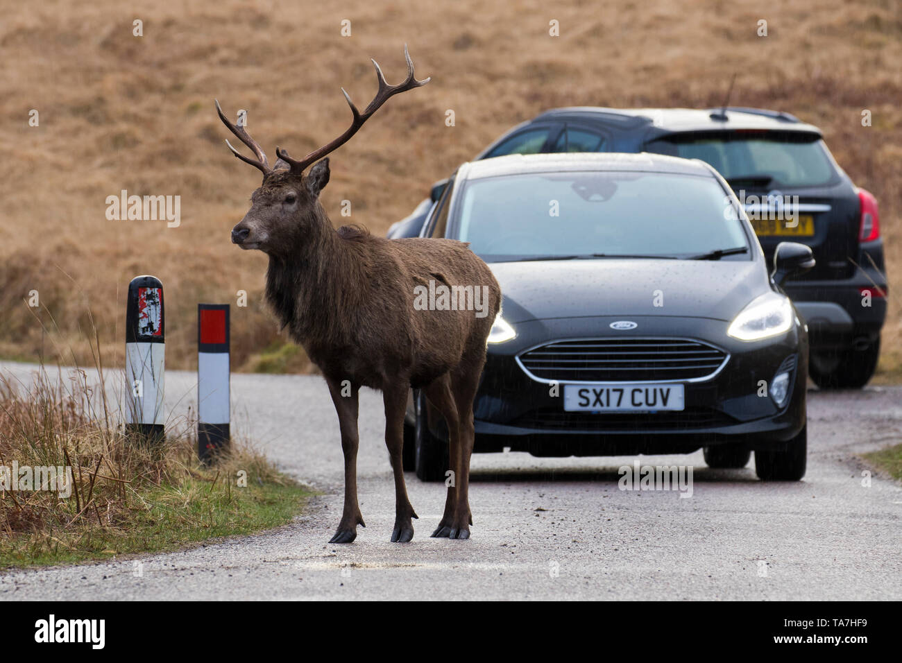 Red Deer (Cervus elaphus). Hirsch stand vor ein Auto. Schottische Highlands, Schottland, Großbritannien Stockfoto
