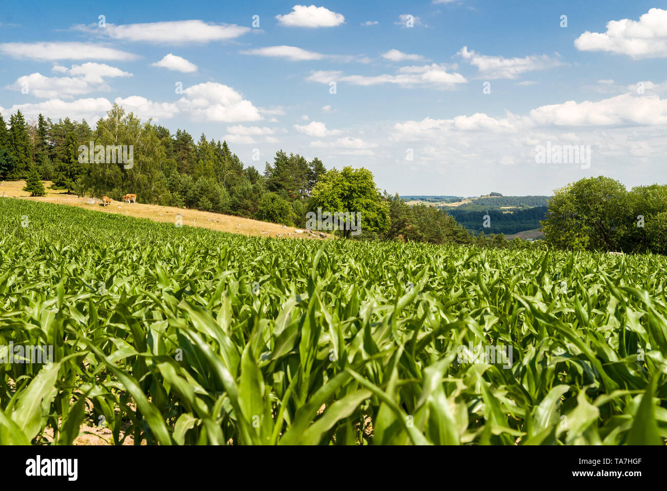 Schöne Landschaft, Maisfeld an einem sonnigen Tag mit Weide und Hügel im Hintergrund Stockfoto