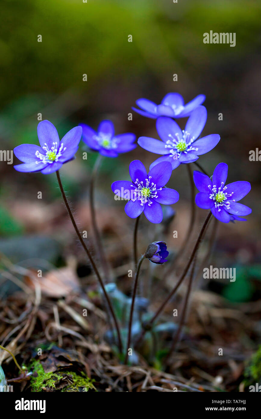 Kommunalanleihen (Hepatica nobilis), blühende Pflanze. Schweden Stockfoto