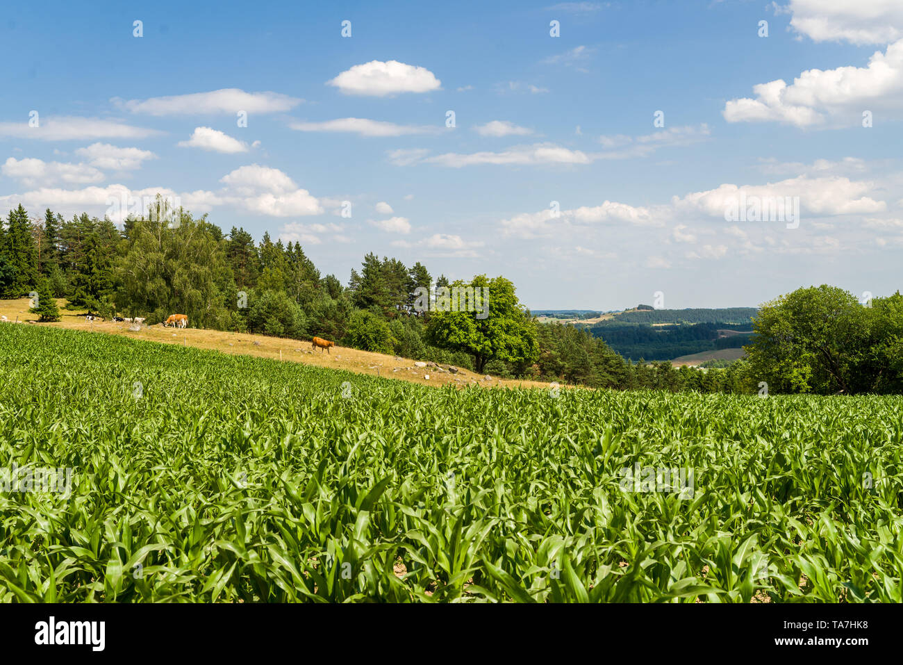 Schöne Landschaft, Maisfeld an einem sonnigen Tag mit Weide und Hügel im Hintergrund Stockfoto