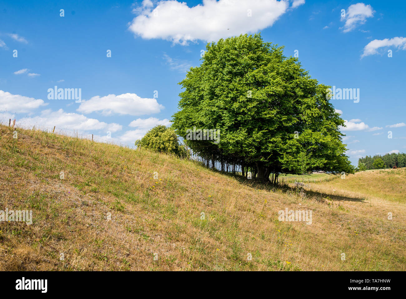 Ein großer grüner Baum in der Mitte einer hügeligen Gebiet, mit einem blauen Himmel im Hintergrund Stockfoto