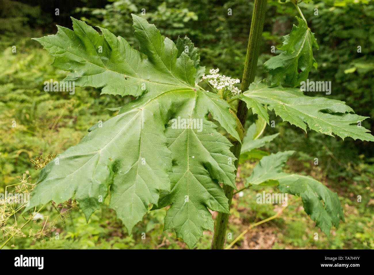 Der sosnowsky Scharfkraut, Heracleum sosnowskyi. Gefährliche pflanze Verursacht schwere Verätzungen der Haut Stockfoto