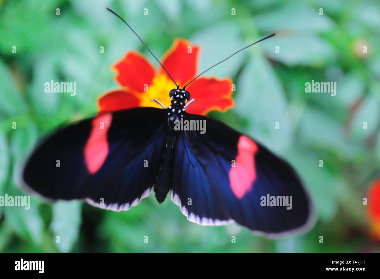 Schillernd blau und rosa Schmetterling longwing trinken Nektar aus einer roten und gelben Blume Stockfoto