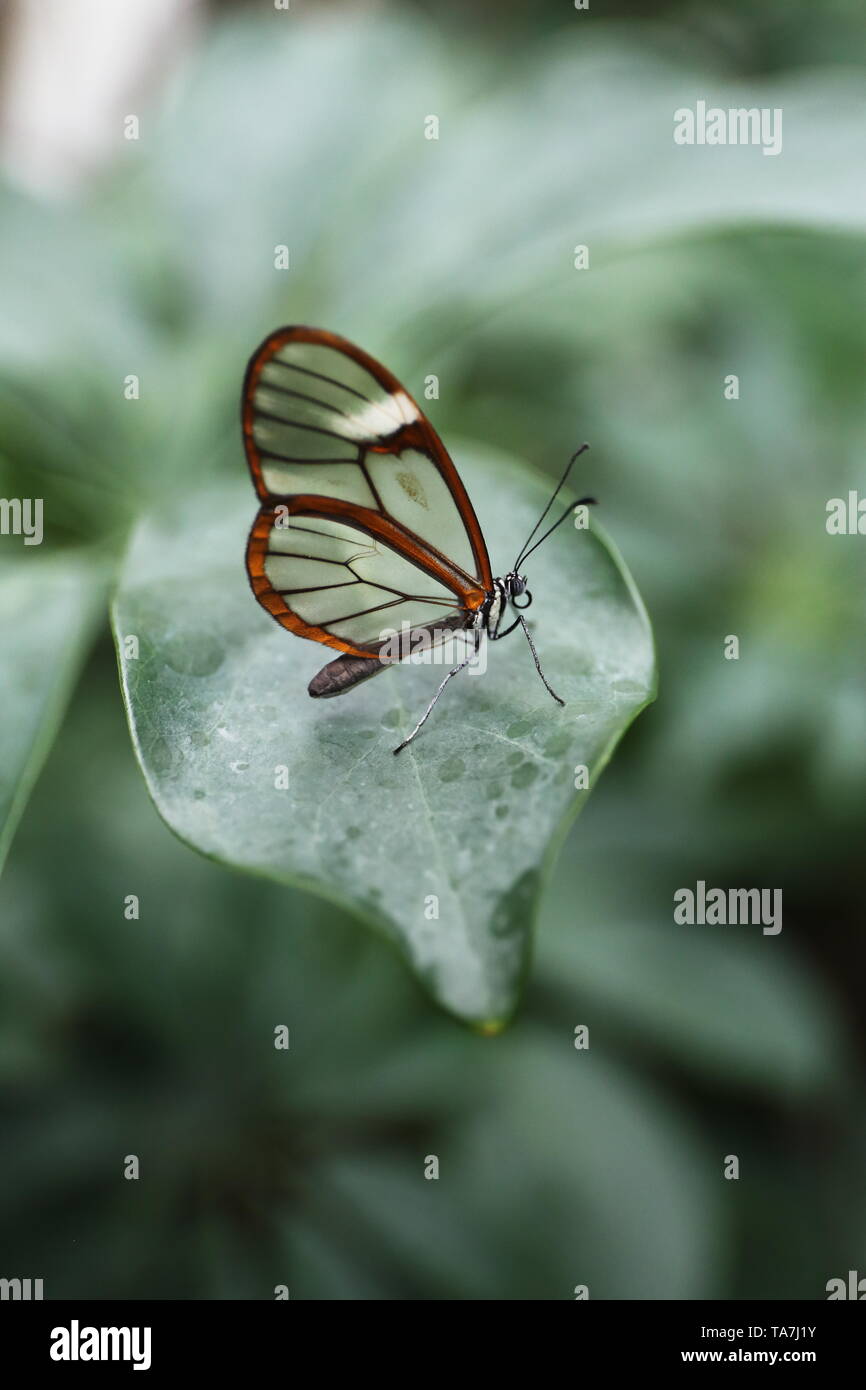 Clearwing Schmetterling ruht auf einem Kalkhaltigen grünes Blatt. Stockfoto