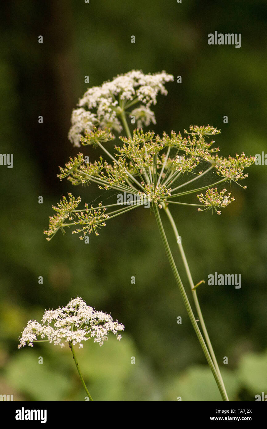Der sosnowsky Scharfkraut, Heracleum sosnowskyi. Gefährliche pflanze Verursacht schwere