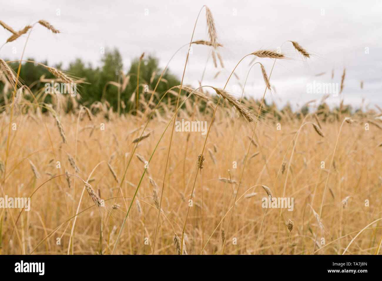 Roggen Feld, Ohren von Mais, Getreide, Ernte, Ernte Stockfoto