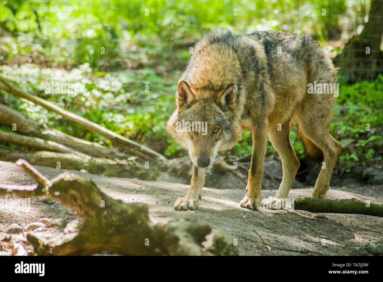Wolf im wilden Wald, Blick in die Linse, der Wolf Augen Stockfoto