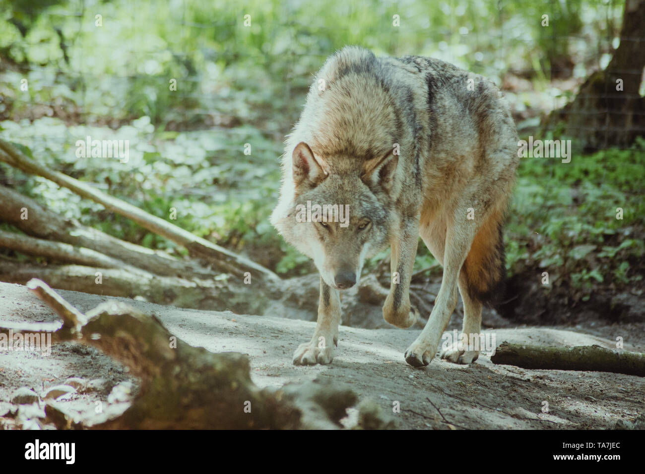 Wolf mit erhobenen Pfote im Wald, auf der Suche in die Linse, der Wolf Augen, wilden Wald im östlichen Polen Stockfoto