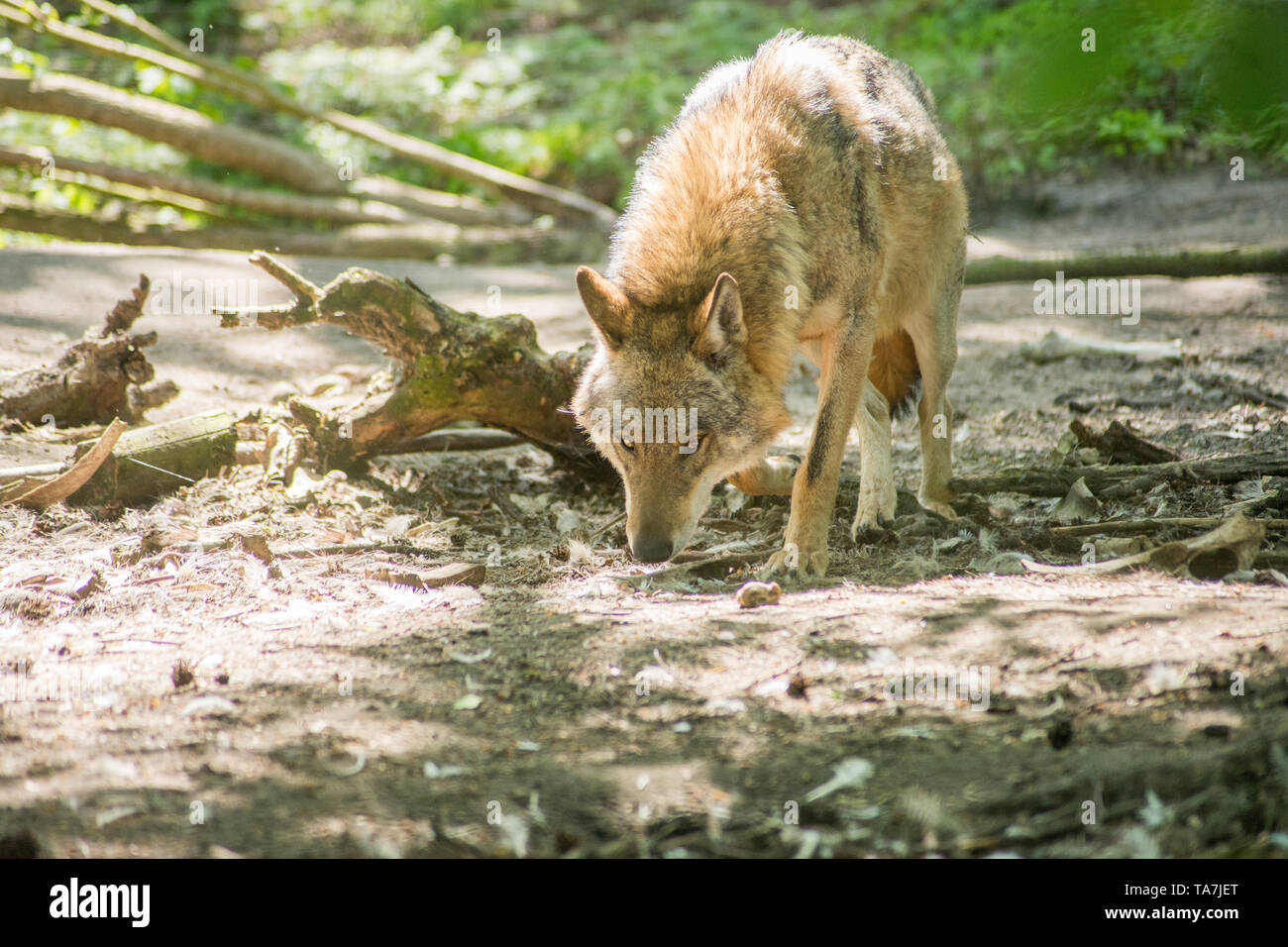 Wolf in den zoo Stockfoto