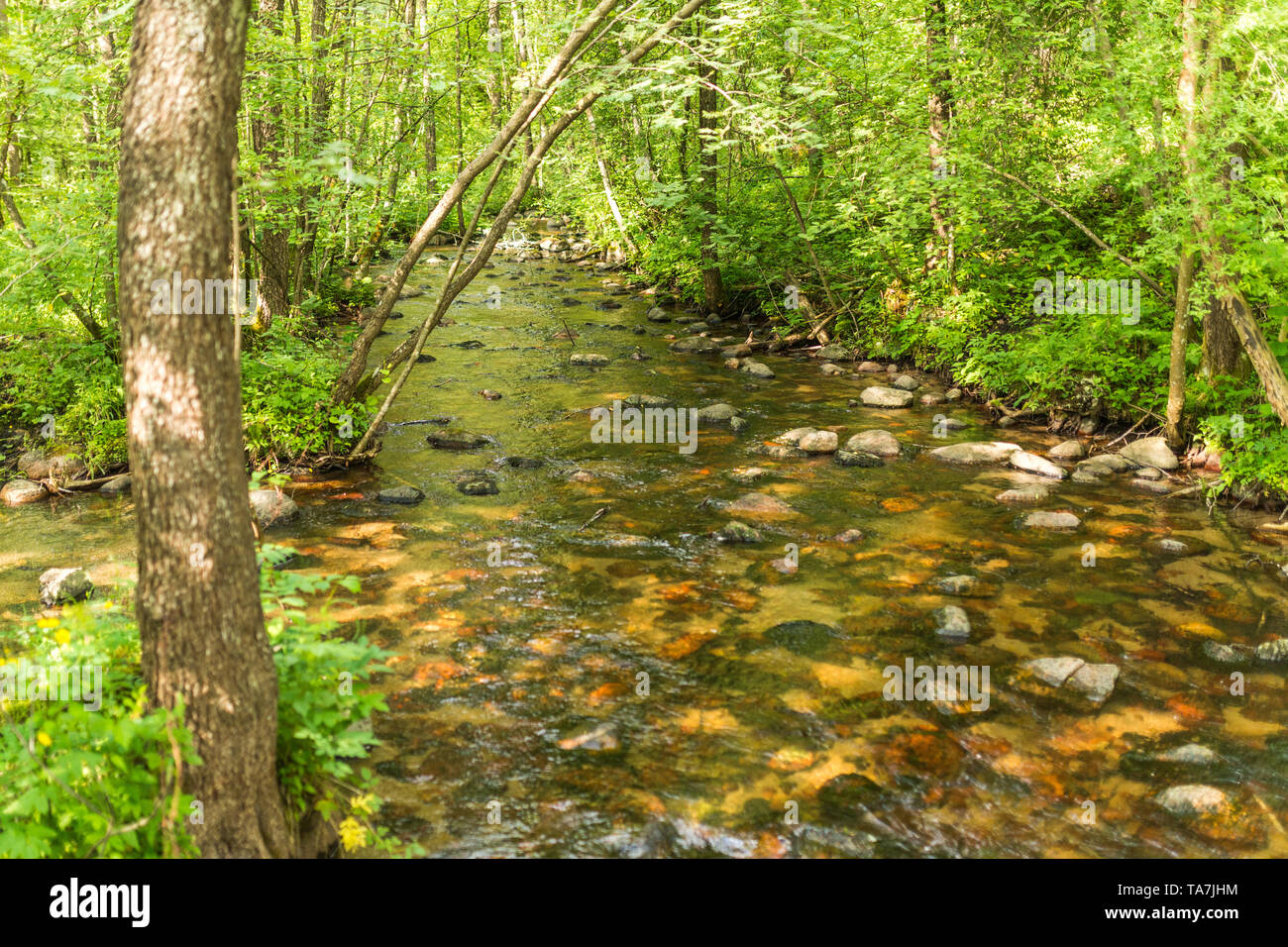 Stony River im Wald unter Bäumen, Czarna Hańcza, suwalski Landschaftspark Stockfoto