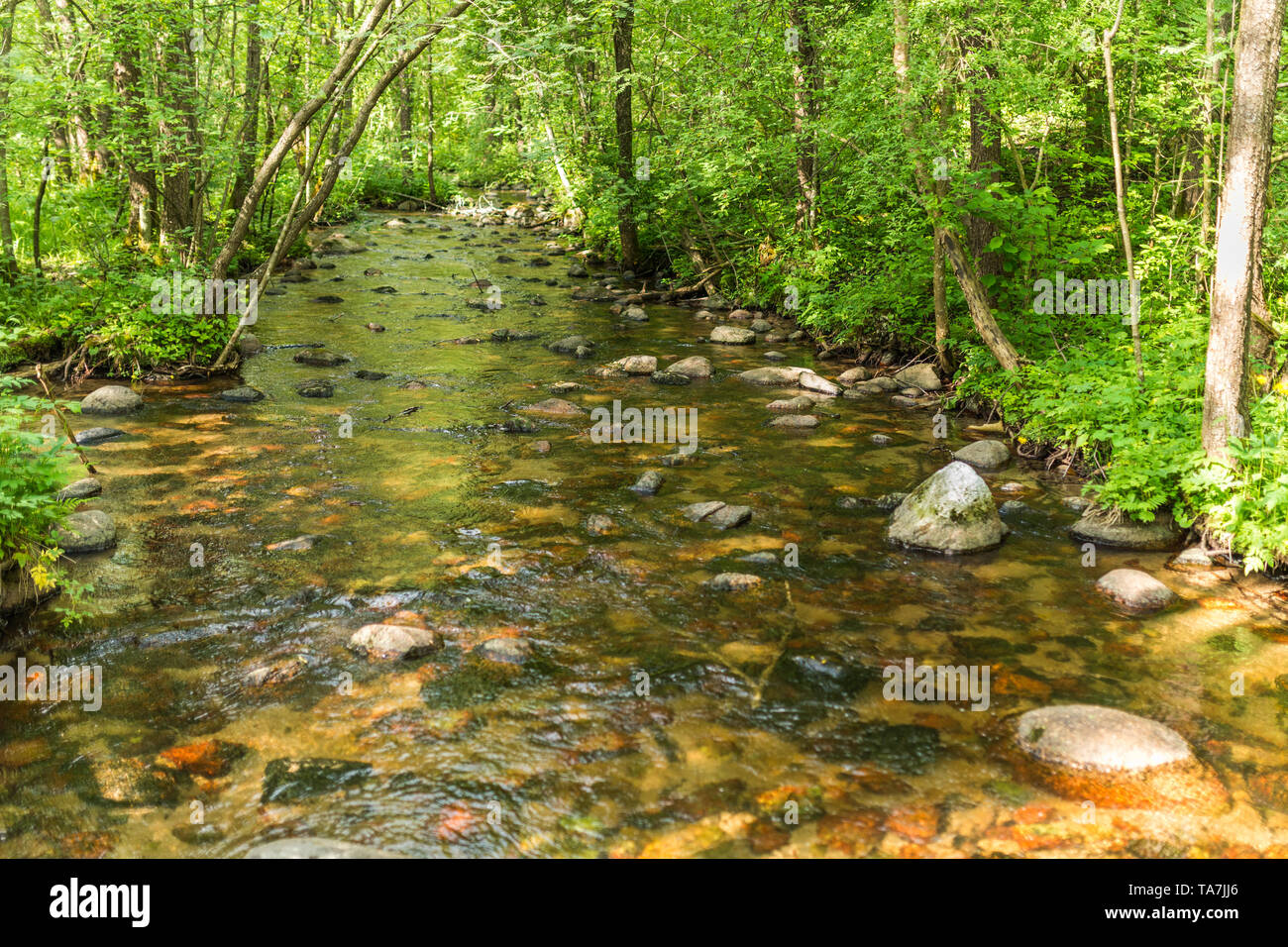 Stony River im Wald unter Bäumen, Czarna Hańcza, suwalski Landschaftspark Stockfoto