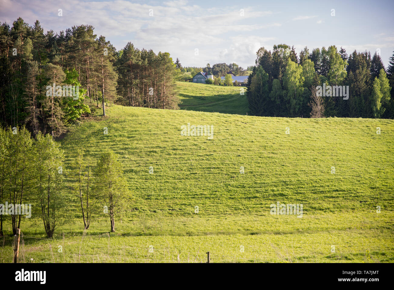 Haushalt auf einem grünen Hügel in den Wäldern, sonnigen Nachmittag Stockfoto