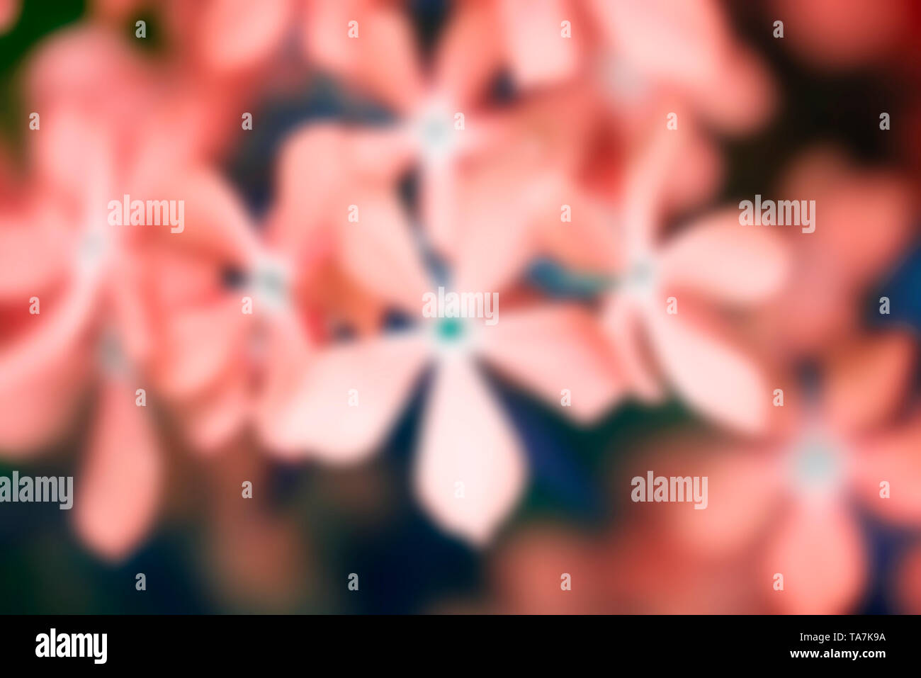 Verschwommen defokussiertem Hintergrund mit Blumen Stockfoto
