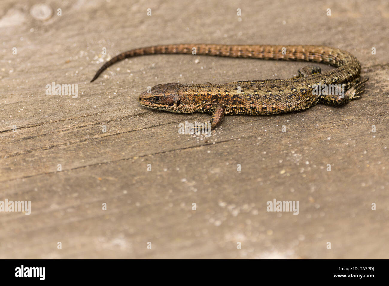 Lizard gemeinsame (Lacerta vivipara) Erwärmung auf einem Board Walk erhitzt durch die Sonne. Grau Braun grünlich mit dunklen Mustern an seinen Körper und langen Schwanz Stockfoto